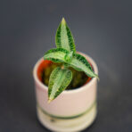 Storczyk aspidogyne argentea (jewel orchid)
