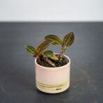 storczyk-ludisia-discolor-baby-jewel-orchid