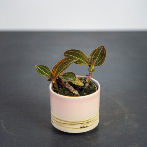 storczyk-ludisia-discolor-baby-jewel-orchid