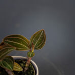 storczyk-ludisia-discolor-baby-jewel-orchid