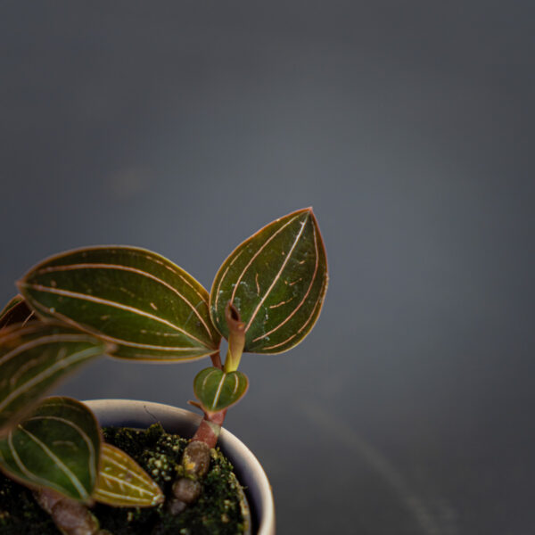 storczyk-ludisia-discolor-baby-jewel-orchid storczyk-ludisia-discolor-baby-jewel-orchid