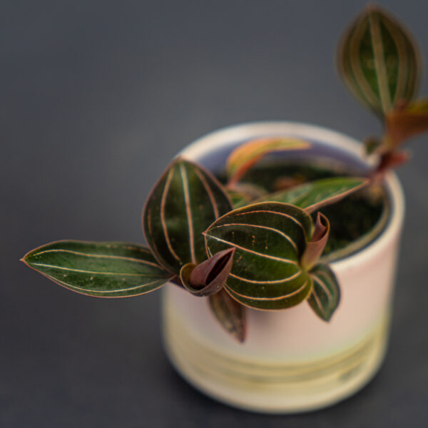storczyk-ludisia-discolor-baby-jewel-orchid storczyk-ludisia-discolor-baby-jewel-orchid