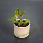 storczyk-ludisia-discolor-var-nigrescens-baby-jewel-orchid
