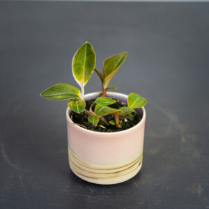 storczyk-ludisia-discolor-var-nigrescens-baby-jewel-orchid