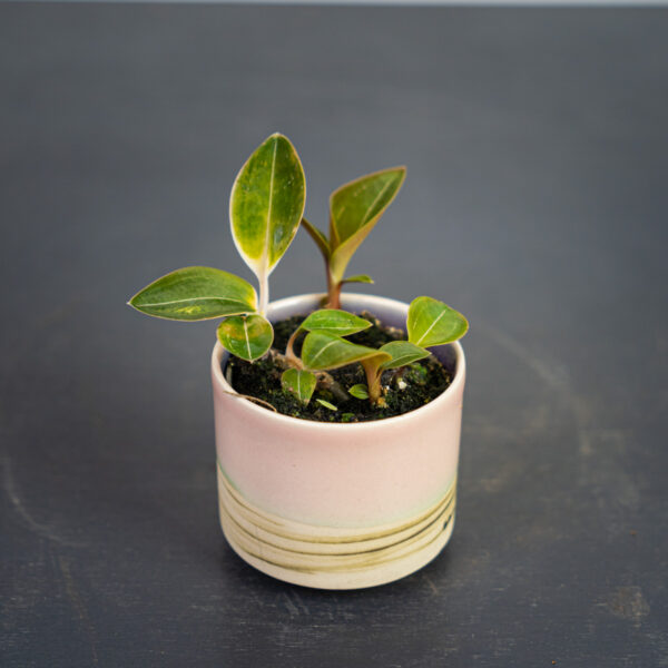 storczyk-ludisia-discolor-var-nigrescens-baby-jewel-orchid storczyk-ludisia-discolor-var-nigrescens-baby-jewel-orchid