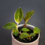 storczyk-ludisia-discolor-var-nigrescens-baby-jewel-orchid