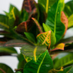 codiaeum-petra-drzewko-kroton
