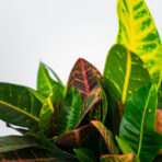 codiaeum-petra-drzewko-kroton