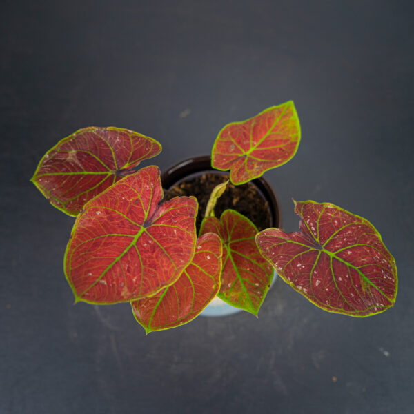 caladium-new-wave caladium-new-wave