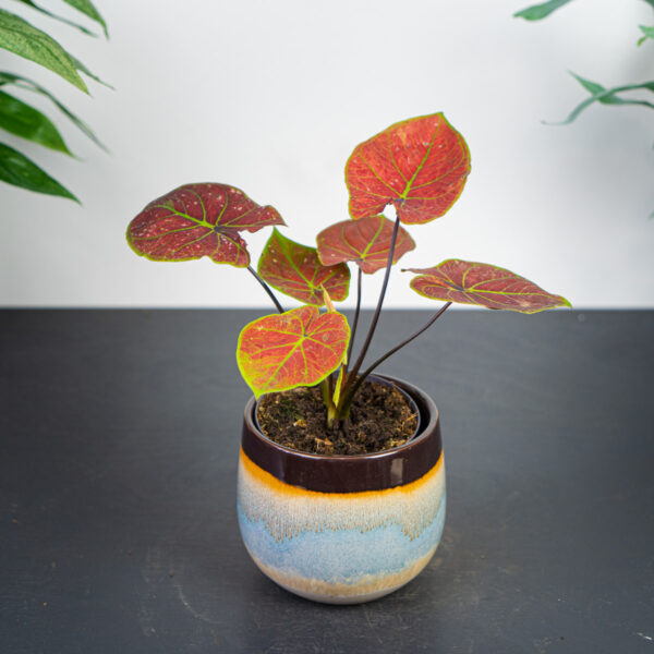 caladium-new-wave caladium-new-wave