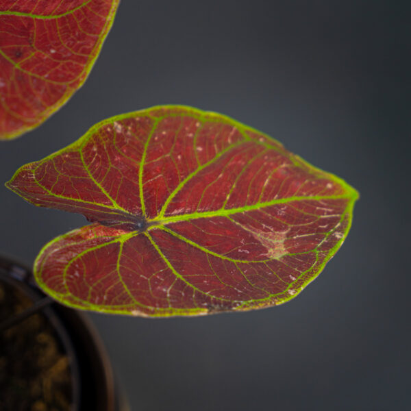 caladium-new-wave caladium-new-wave