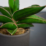 sansevieria-samurai