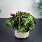 begonia-rex-african-jungle
