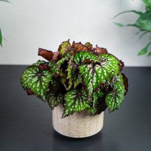 begonia-rex-african-jungle