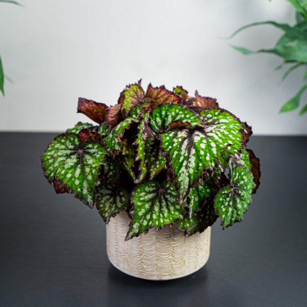 begonia-rex-african-jungle begonia-rex-african-jungle