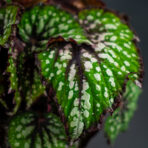 begonia-rex-african-jungle