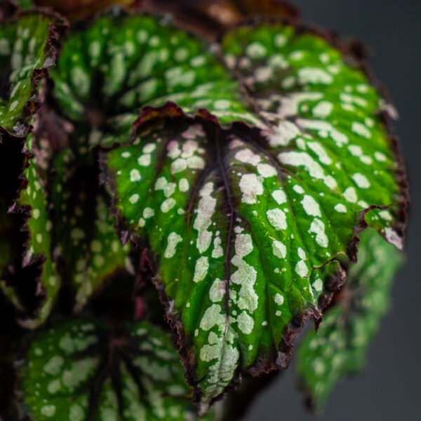 begonia-rex-african-jungle begonia-rex-african-jungle