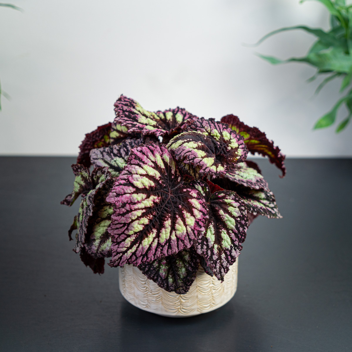 Begonia