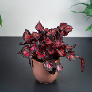 begonia-beleaf-inca-night