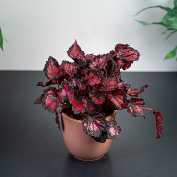 begonia-beleaf-inca-night