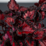 begonia-beleaf-inca-night
