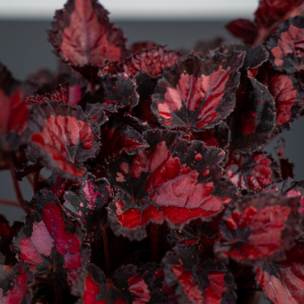 begonia-beleaf-inca-night begonia-beleaf-inca-night