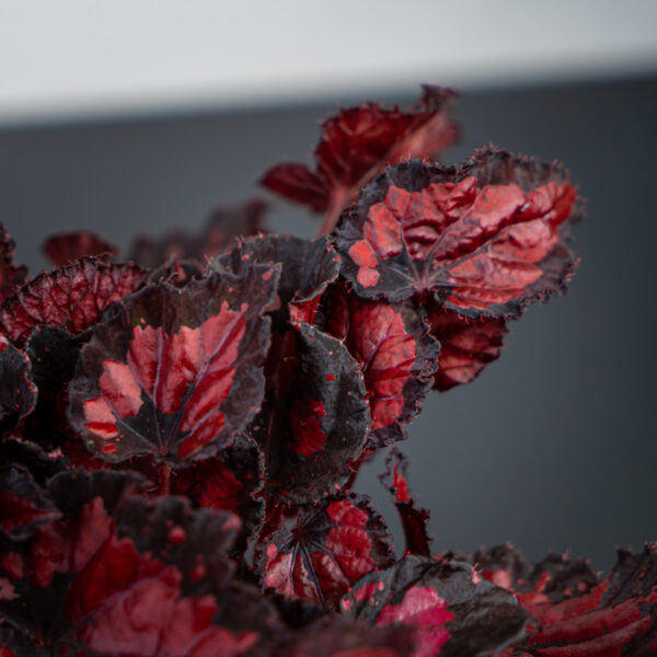 begonia-beleaf-inca-night begonia-beleaf-inca-night