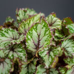 begonia-rex-beleaf-asian-tundra