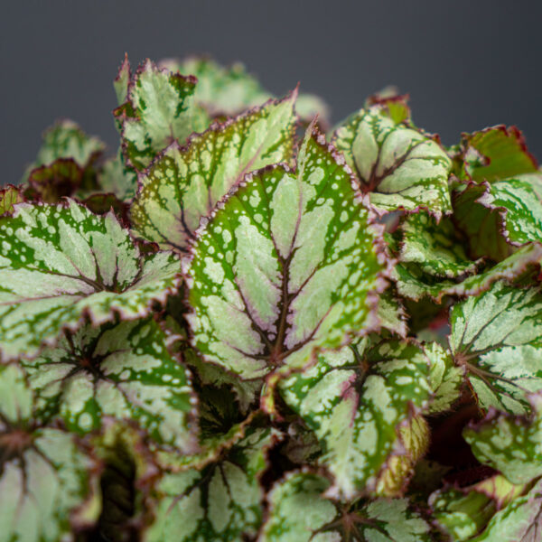 begonia-rex-beleaf-asian-tundra begonia-rex-beleaf-asian-tundra