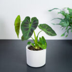 colocasia-esculenta-cintho-aloha