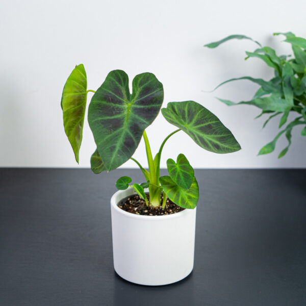 colocasia-esculenta-cintho-aloha colocasia-esculenta-cintho-aloha