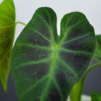 colocasia-esculenta-cintho-aloha