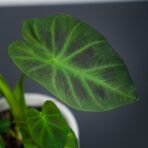 colocasia-esculenta-cintho-aloha
