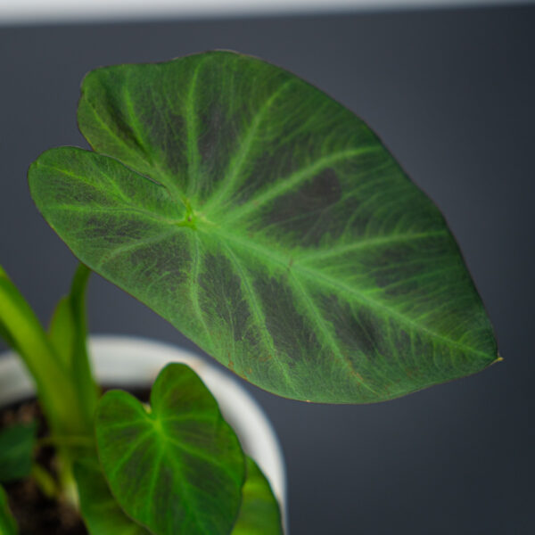 colocasia-esculenta-cintho-aloha colocasia-esculenta-cintho-aloha