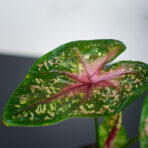 caladium-red-flash