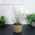 corokia-maori-silver