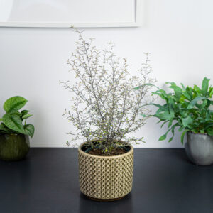 corokia-maori-silver