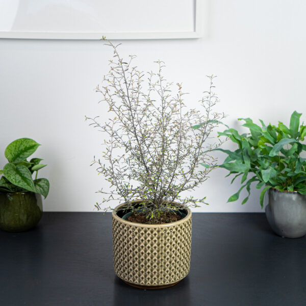 corokia-maori-silver corokia-maori-silver