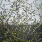 corokia-maori-silver