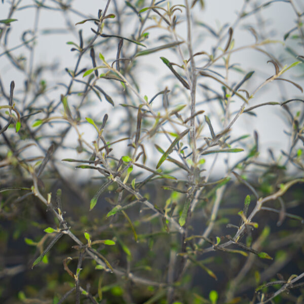 corokia-maori-silver corokia-maori-silver