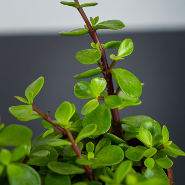 portulacaria-afra-green-crassula portulacaria-afra-green-crassula