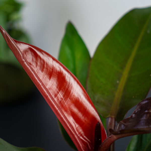 philodendron-red-king philodendron-red-king