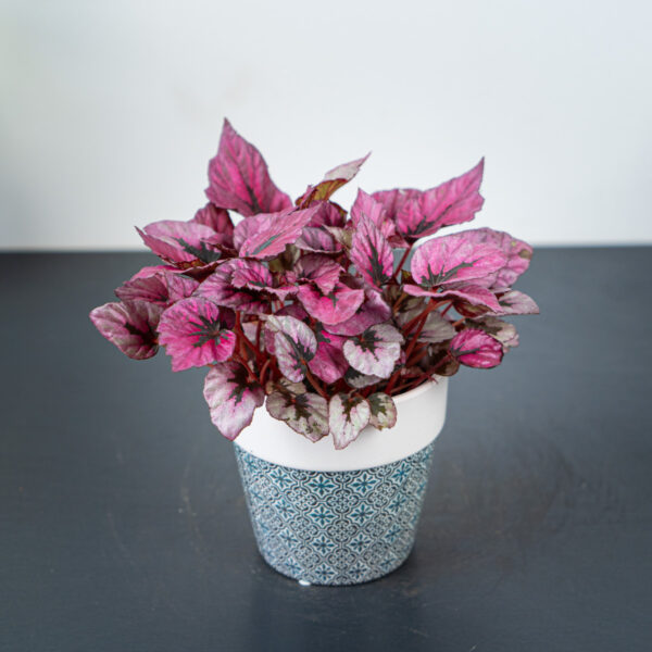 begonia-beleaf-indian-summer begonia-beleaf-indian-summer