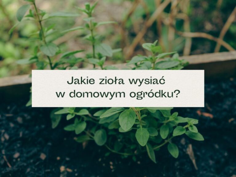 Zioła rosnące w skrzynkach na balkonie