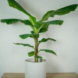 bananowiec-gigant-musa-dwarf-cavendish