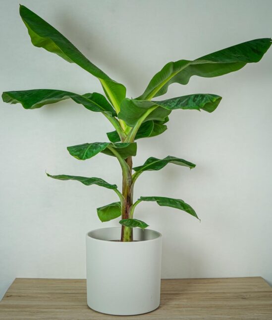 bananowiec-gigant-musa-dwarf-cavendish