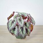 begonia-rex-fireworks