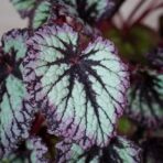 begonia-rex-fireworks