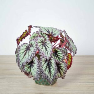 begonia-rex-fireworks