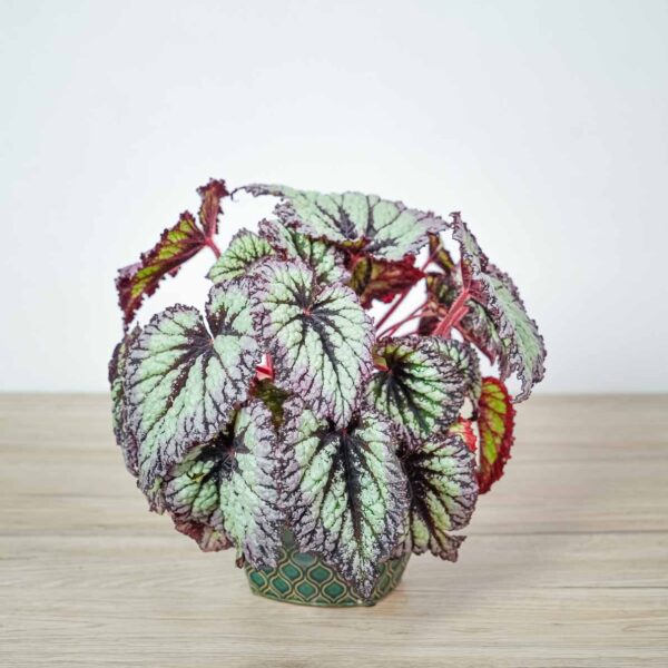 begonia-rex-fireworks